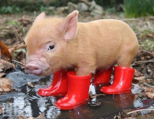 metro-manila-flood-pig-on-boots